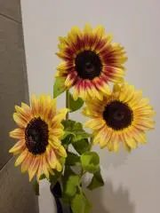 夏の画像