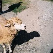 ゆあさの画像
