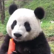 ぱんだの画像