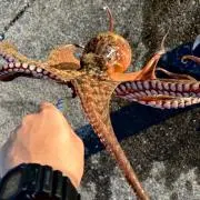 kenyの画像