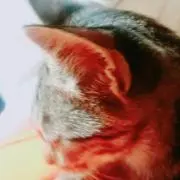 18★クラウン