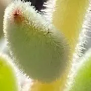 ☆春ウララ☆の画像