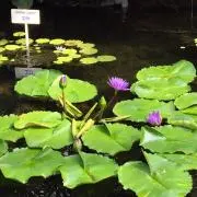 あっくんの画像