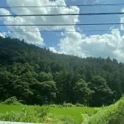 れんれんの画像