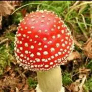 ORANGE MUSHROOMの画像