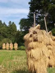 束稲の画像