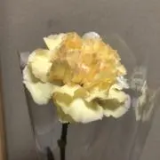 ぷーの画像