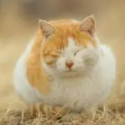 のもずくの画像