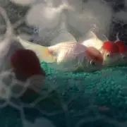 ぱる