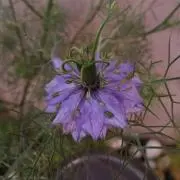 Blueの画像