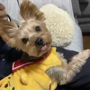 ショコラの画像