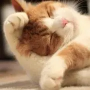 なこ