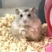 みいこの画像