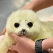 みぞれの画像