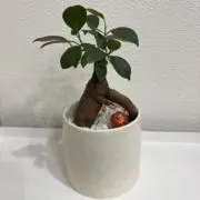 ガジュマルの画像