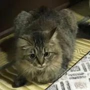 よんつう