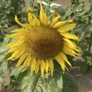 ミズの画像