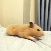 はむりんの画像