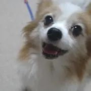 いふじ