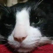 じけたん