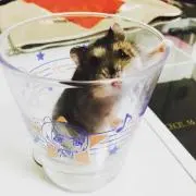 Mai＊
