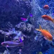 りりプロフ必読の画像