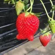 せりーの画像