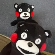 きょんの画像