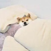 たの画像