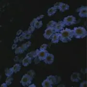 ゆ