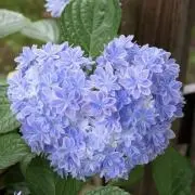 pilina  ☆プロフ大事(o^^o)の画像