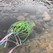 そうの画像