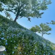 うずらの画像
