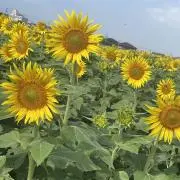 まる(お値下げ交渉可能)