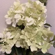 ららの画像