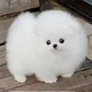 Candy♡の画像
