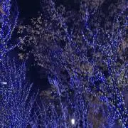 さくらの画像