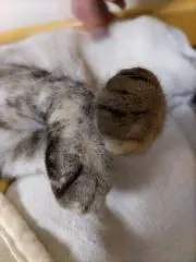あかの画像