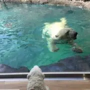 キャルバリーの画像
