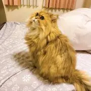 アースの画像