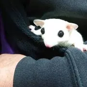 masa