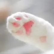 Nekoちゃん