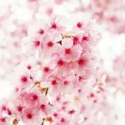桃