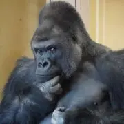 田舎者