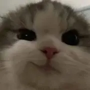 コアラの画像