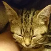 ぼーの画像