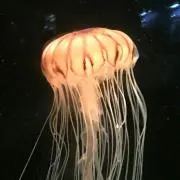 アルデンテ