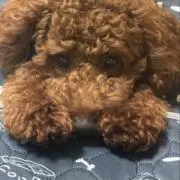milsの画像