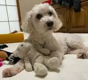 おきょまるの画像