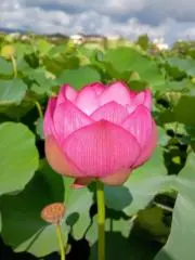 けしのけしのすけの画像